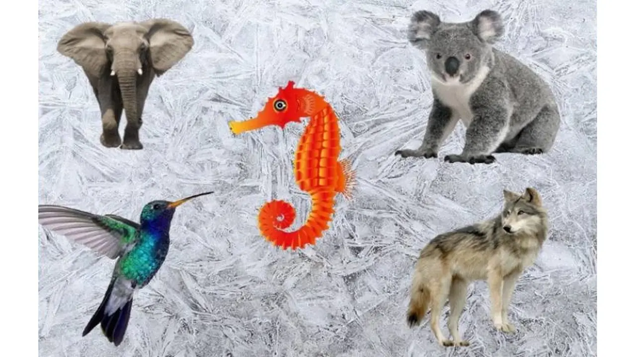 Test: elegí un animal y conocé aspectos ocultos de tu personalidad