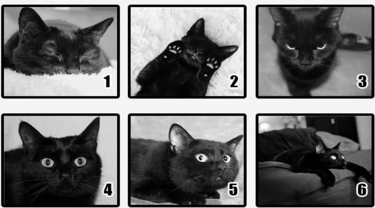 Elegí el gato negro que más llame tu atención y descubrí a qué temerle en el futuro