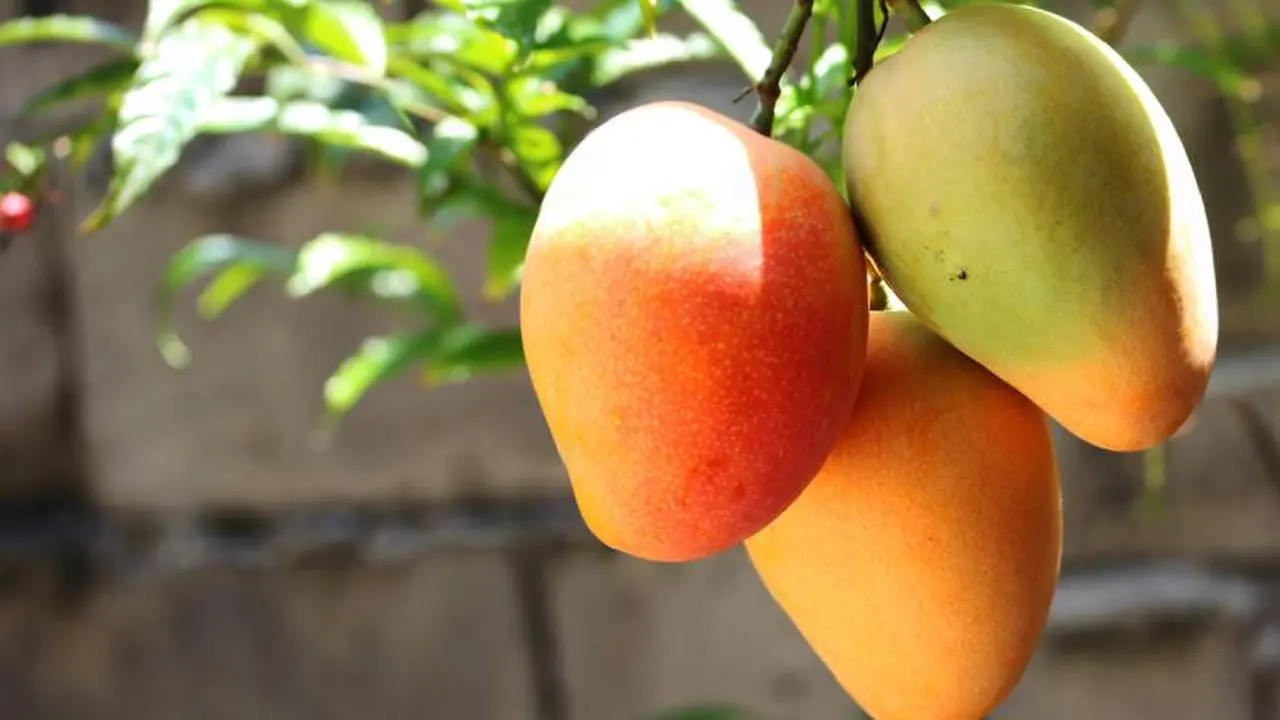 El mango es una fruta muy rica en vitaminas