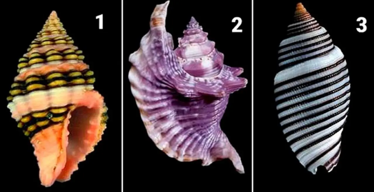 "¿Qué caracol elegís?": el test psicológico que revela los secretos más oscuros de tu ser