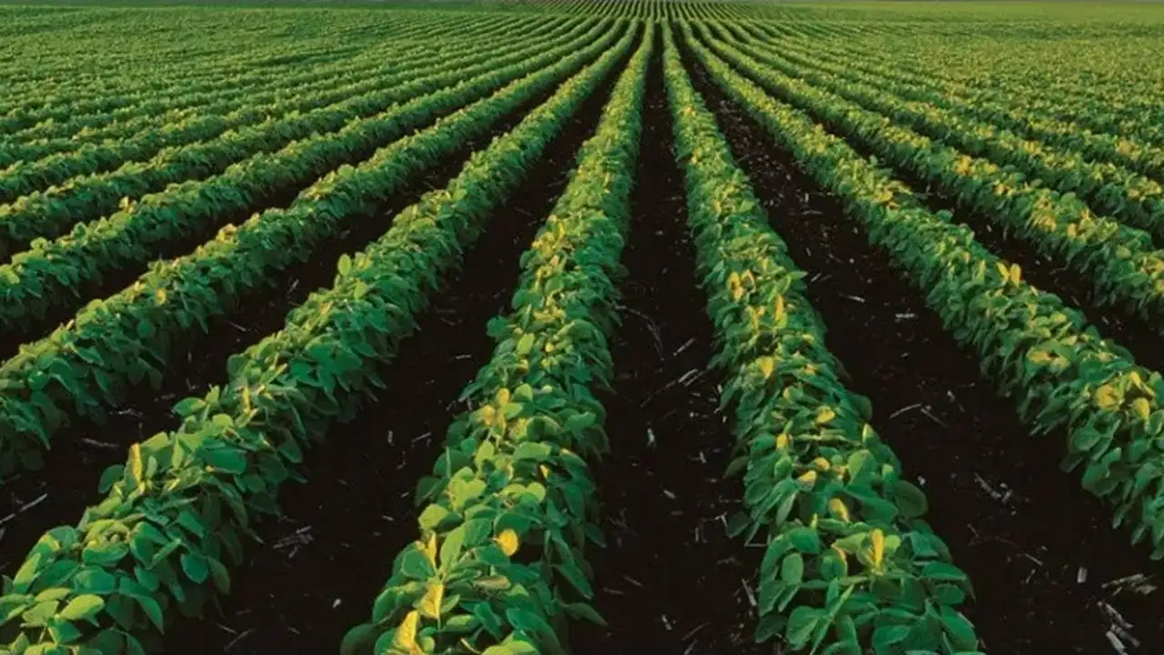 Cresud es una compañía agropecuaria de IRSA.