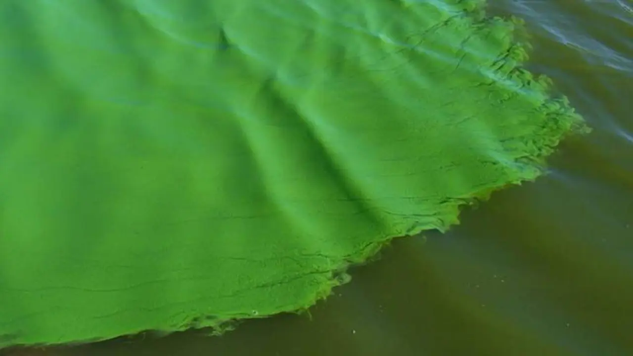 Las cianobacterias ponen el agua de este color