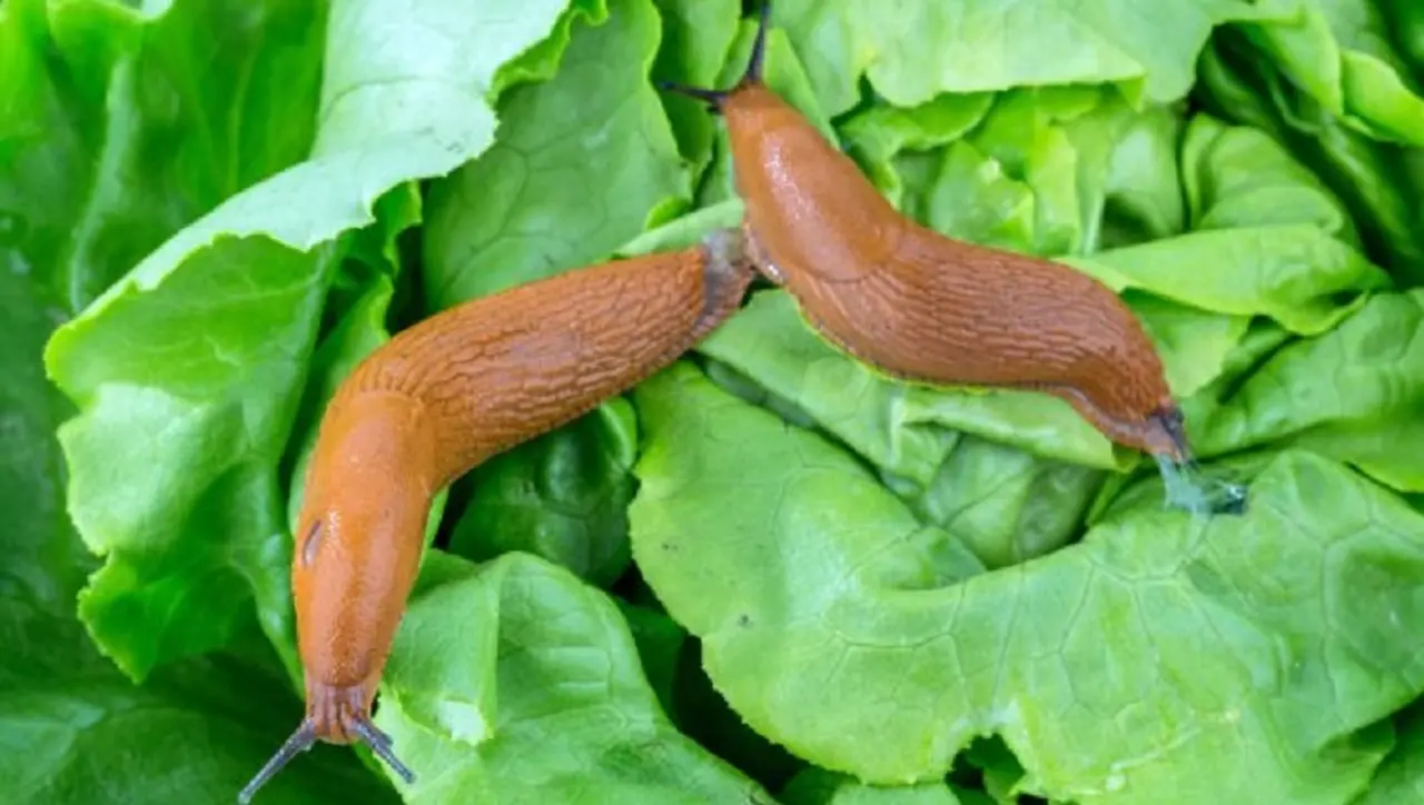 Las babosas son hermafroditas