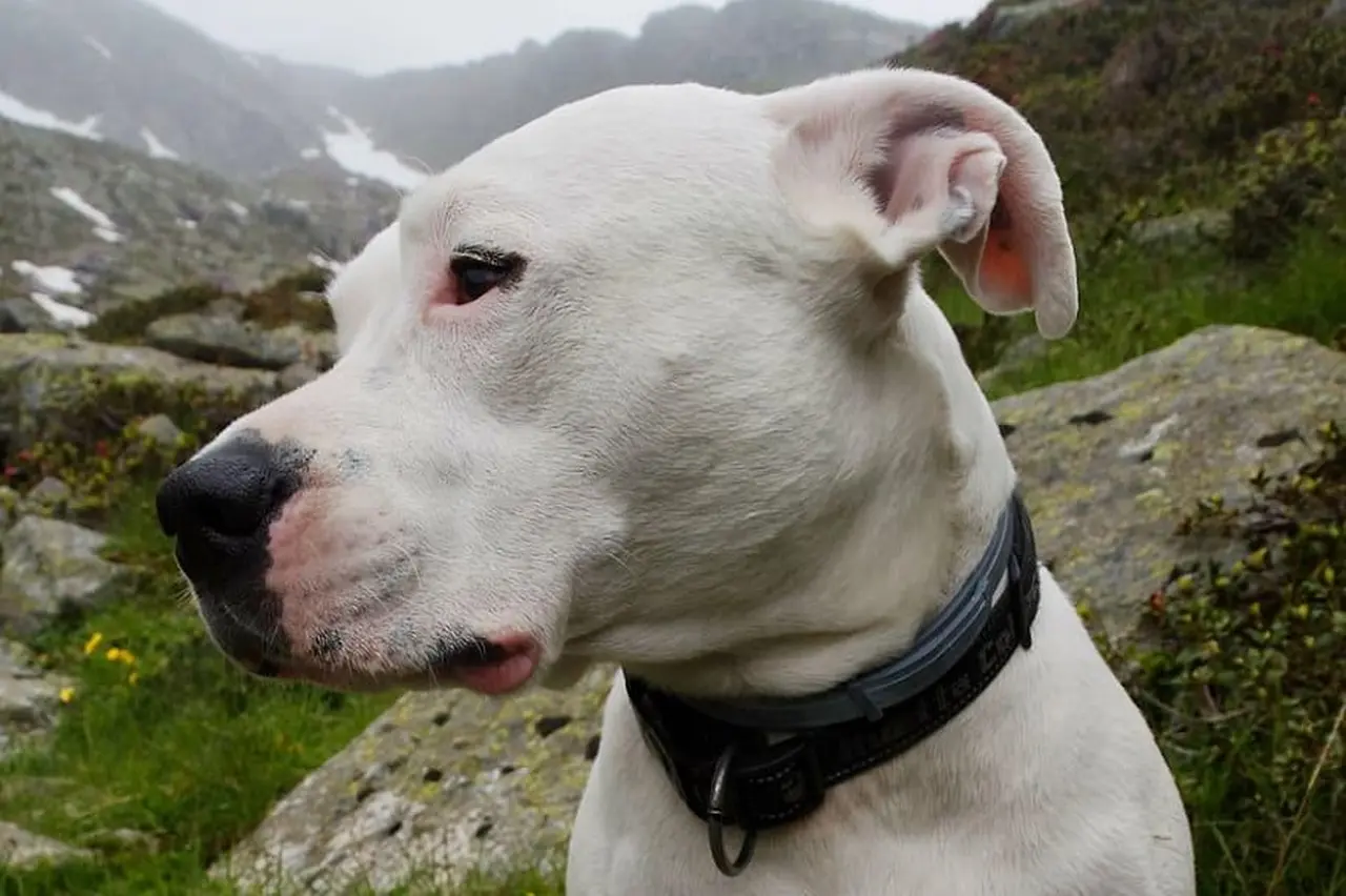 ¿Sabías que el dogo argentino es originario de la provincia de Córdoba?
