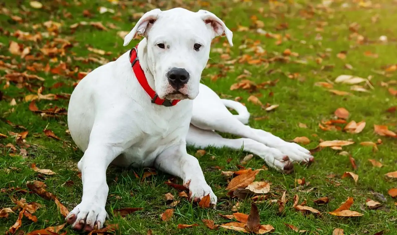 El dogo argentino debe ser totalmente blanco y puede tener hasta una sola mancha negra en el cráneo para pertenecer a la raza