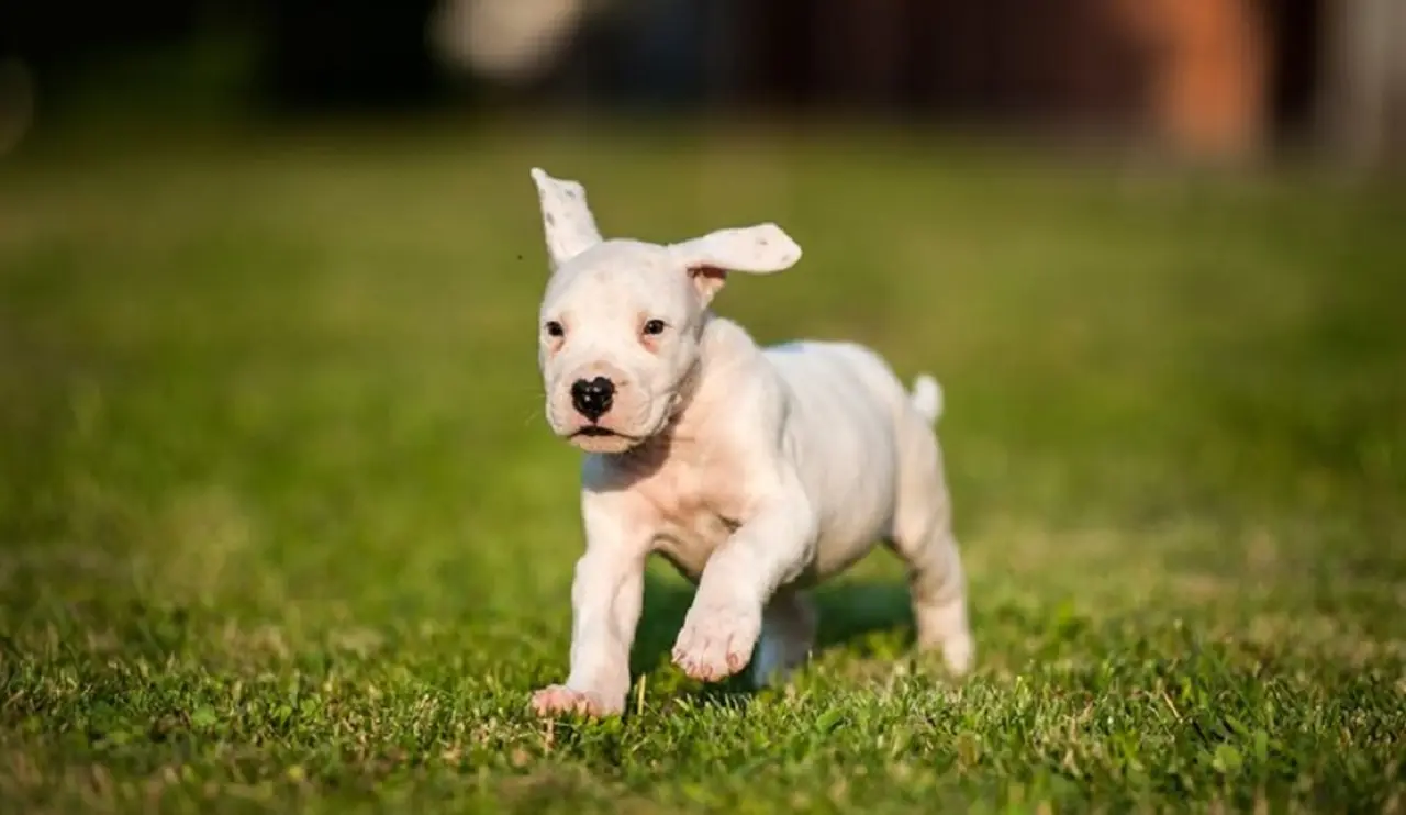 Calendario abril 2021: Día del Animal