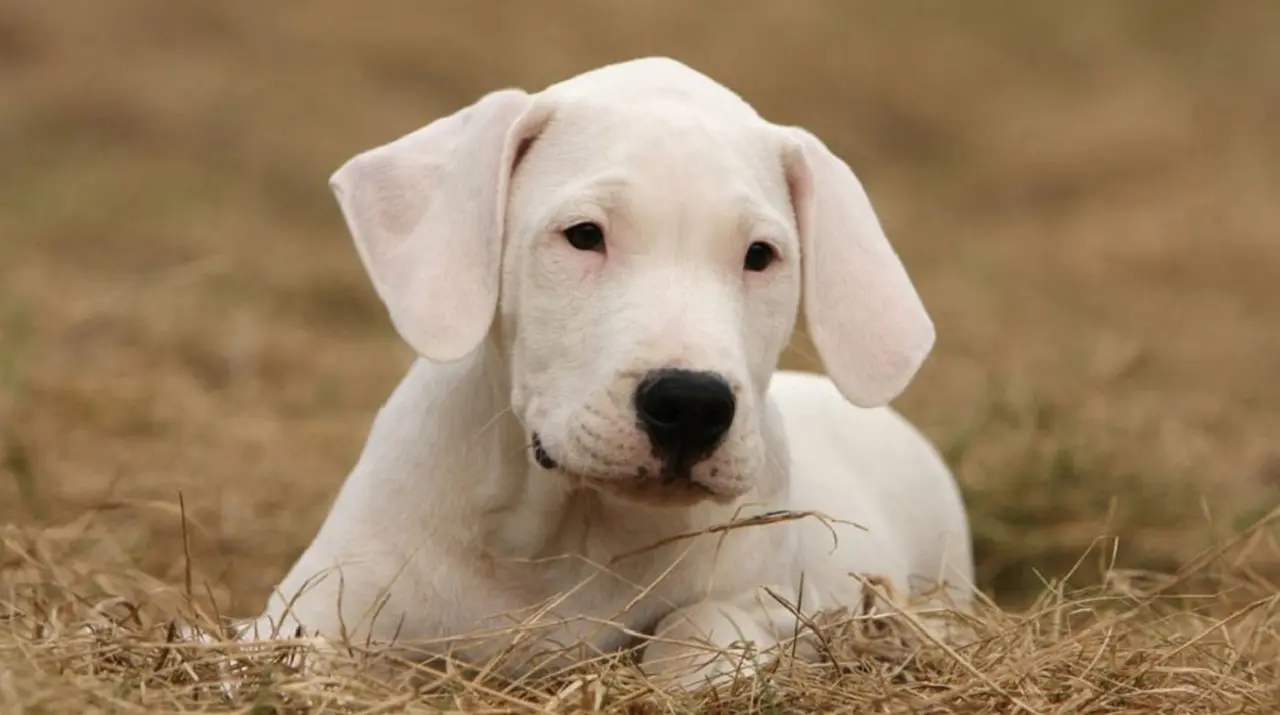 El dogo argentino fue reconocido como raza pura recién en 1973 a nivel mundial