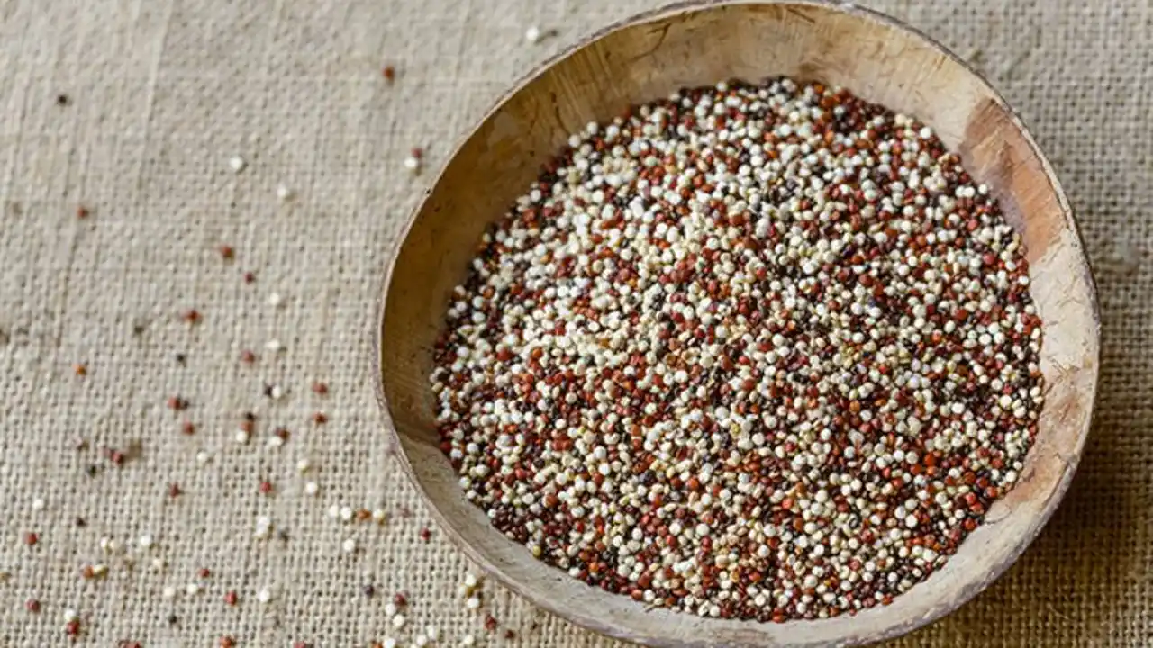 Hay quinoa de diversos colores, no solo blanca 