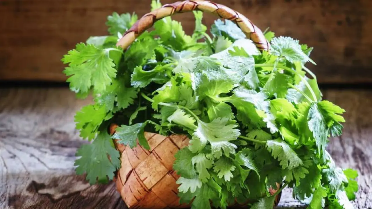 El cilantro es una de las hierbas que se puede emplear en la cocina como saborizante