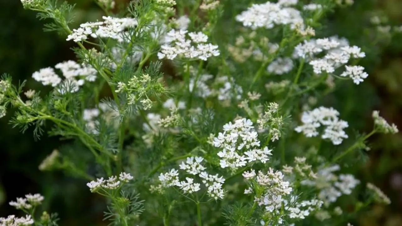 Así son las flores del cilantro