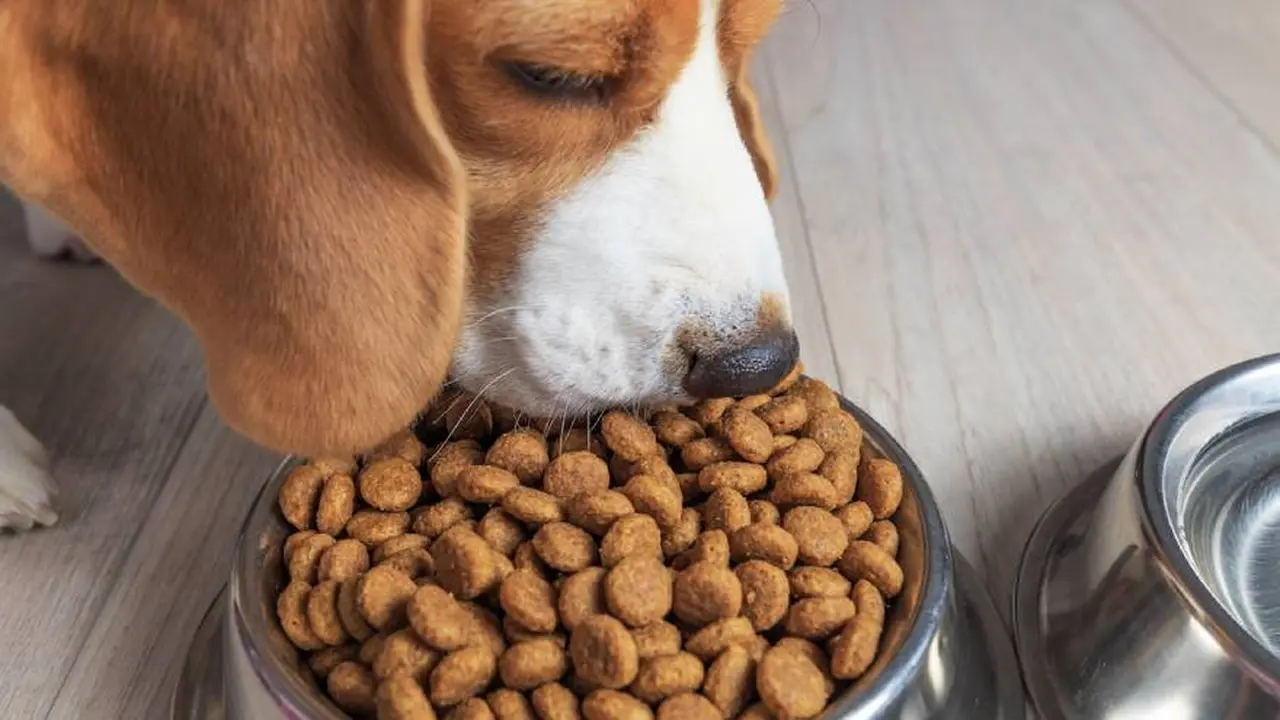 La comida para perros es uno de los productos que puede contener este colorante