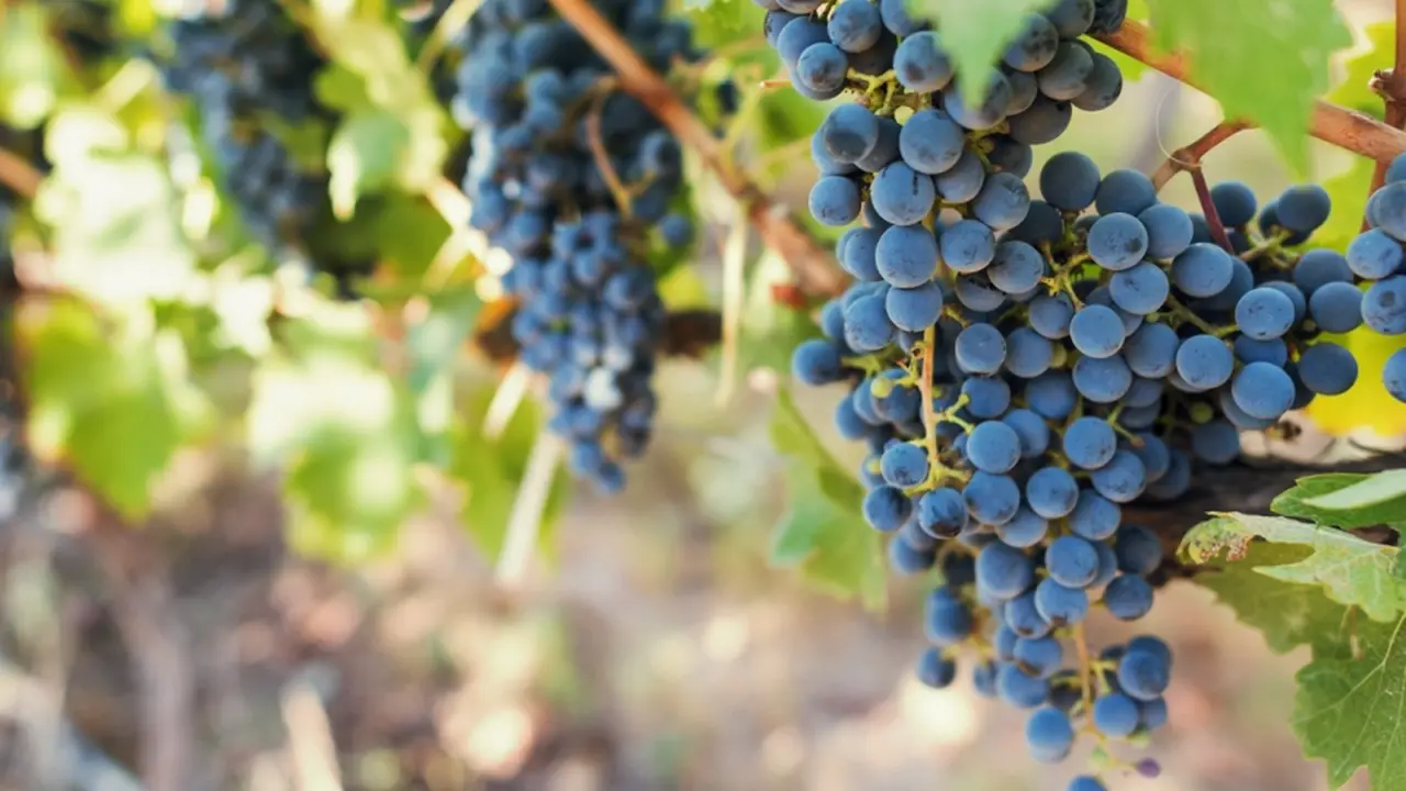La eliminación de retenciones incluye a vino, sidra y mosto, además de pesca, maní y arroz