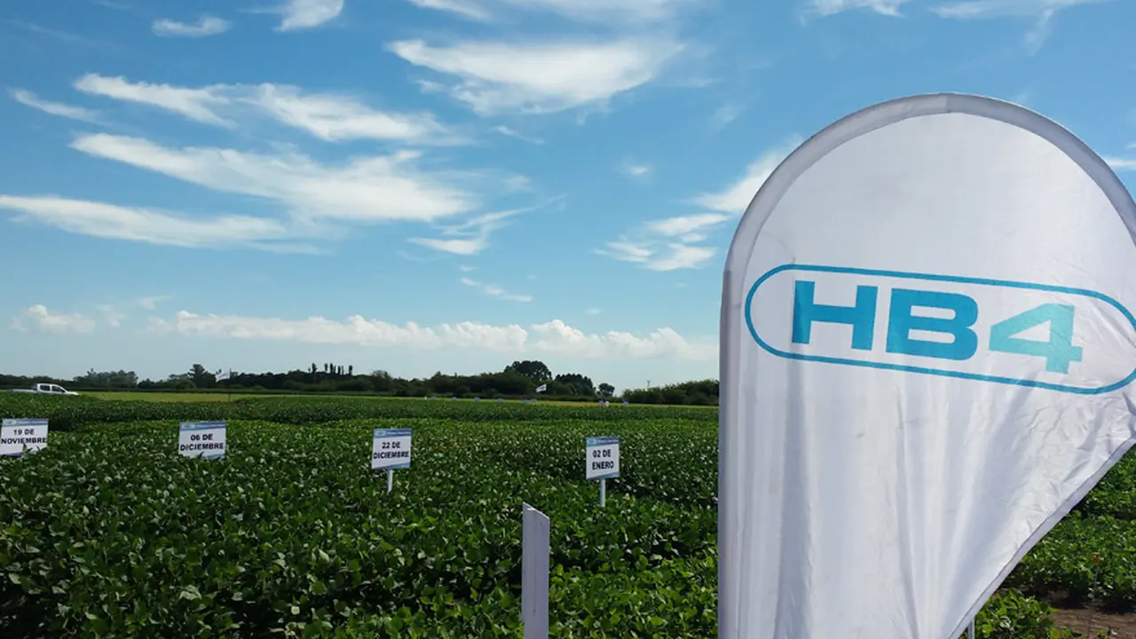 Bioceres suma inteligencia artificial para el desarrollo de variedades de soja HB4