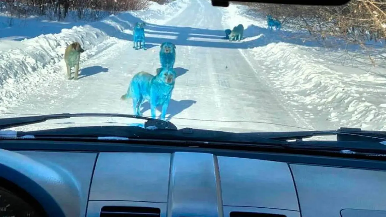 Perros azules en Rusia: ¿de qué se trata este misterioso fenómeno?