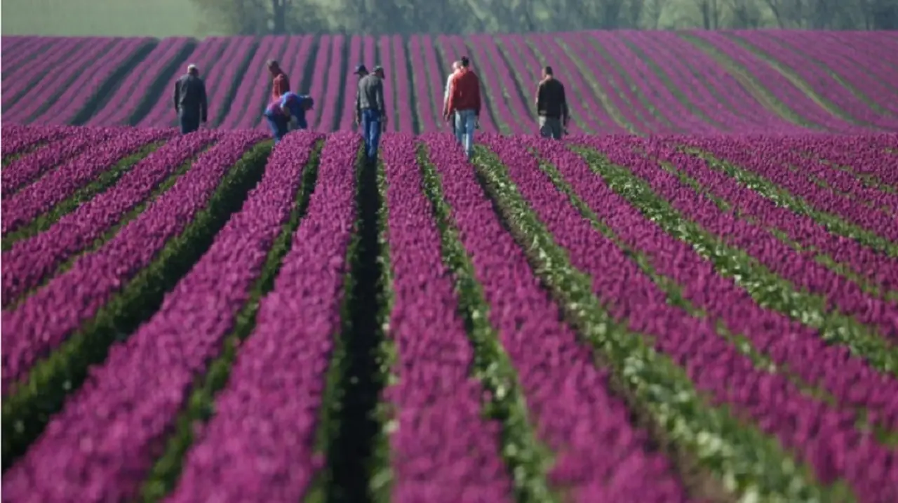 La crisis de los tulipanes.