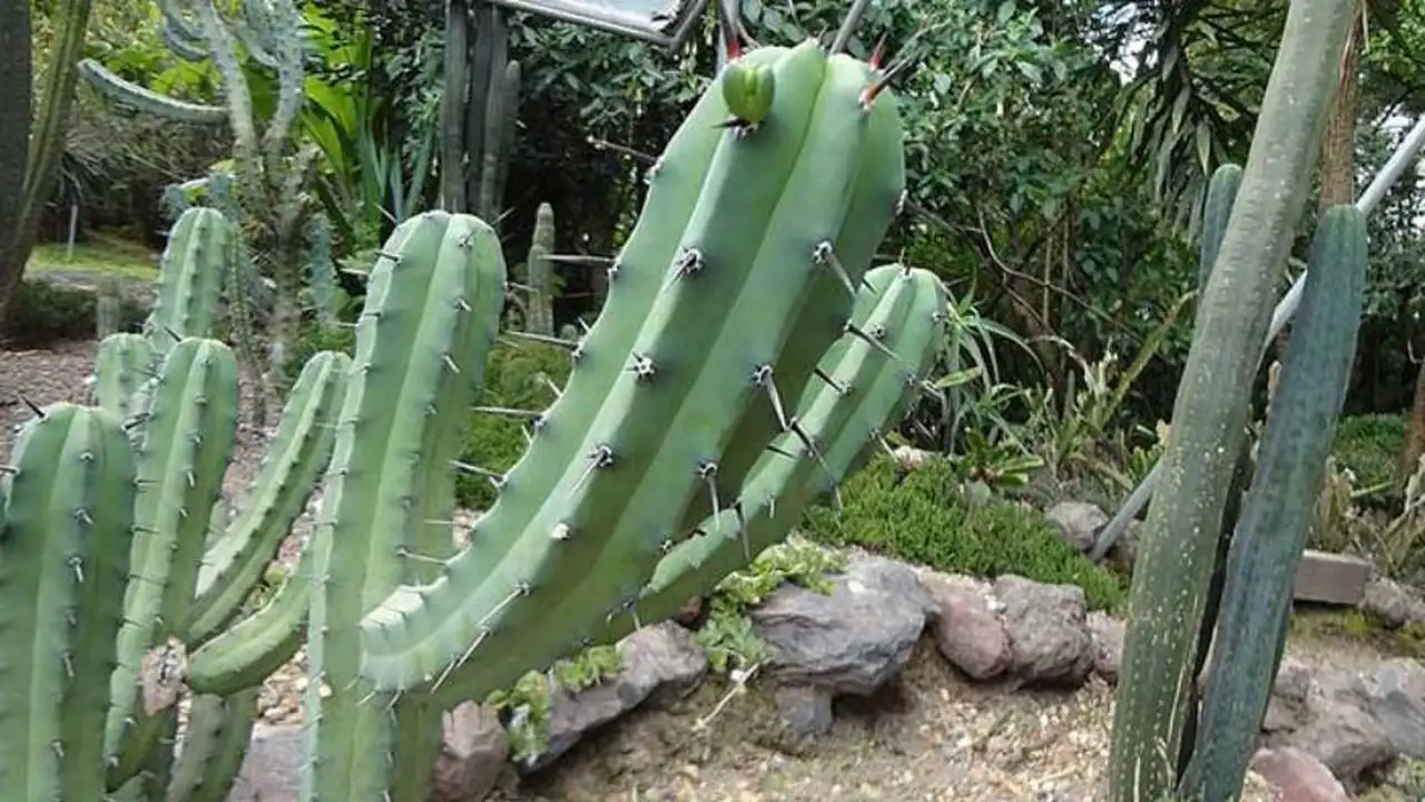 El cactus San Pedro se llama así porque es 