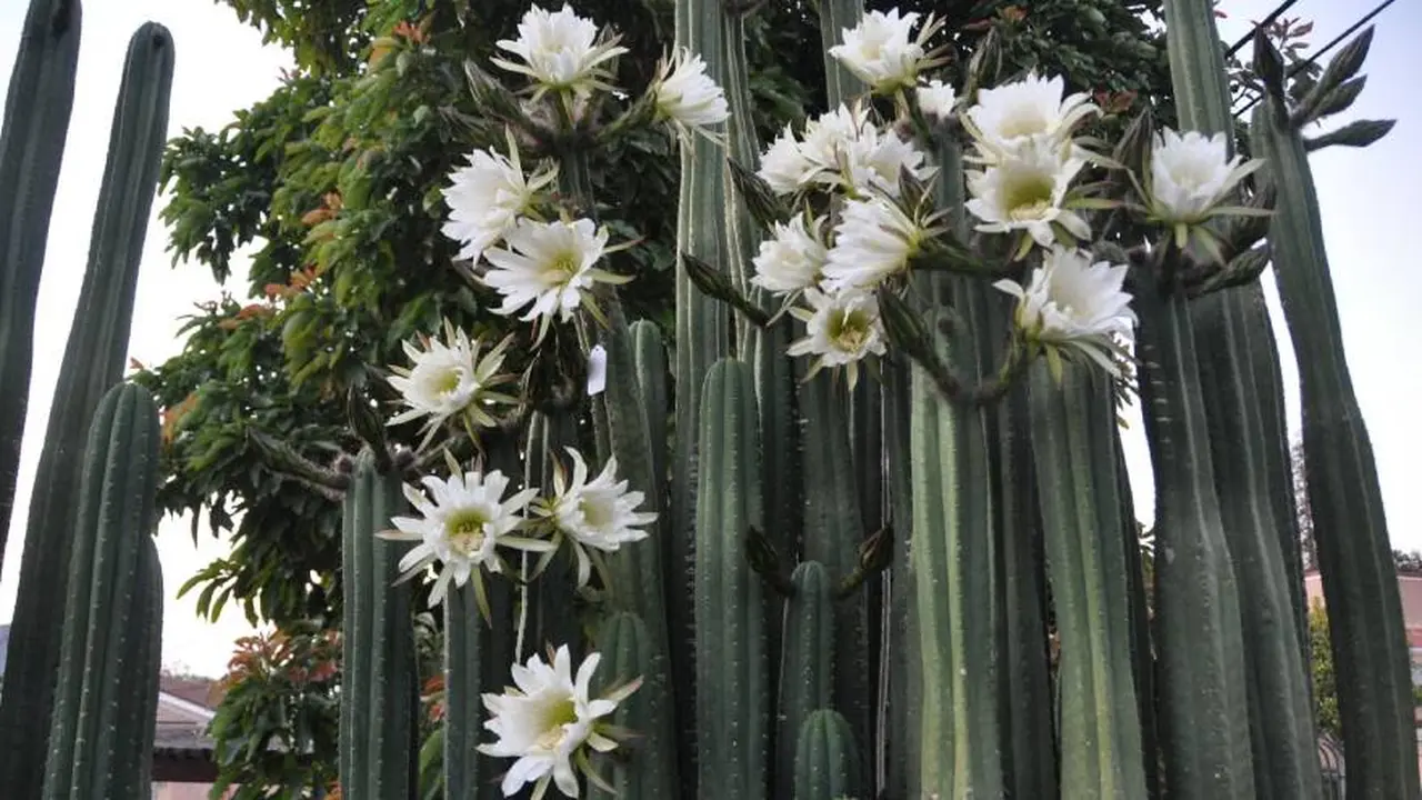 El cactus San Pedro, según se cree, tiene algunos usos medicinales 