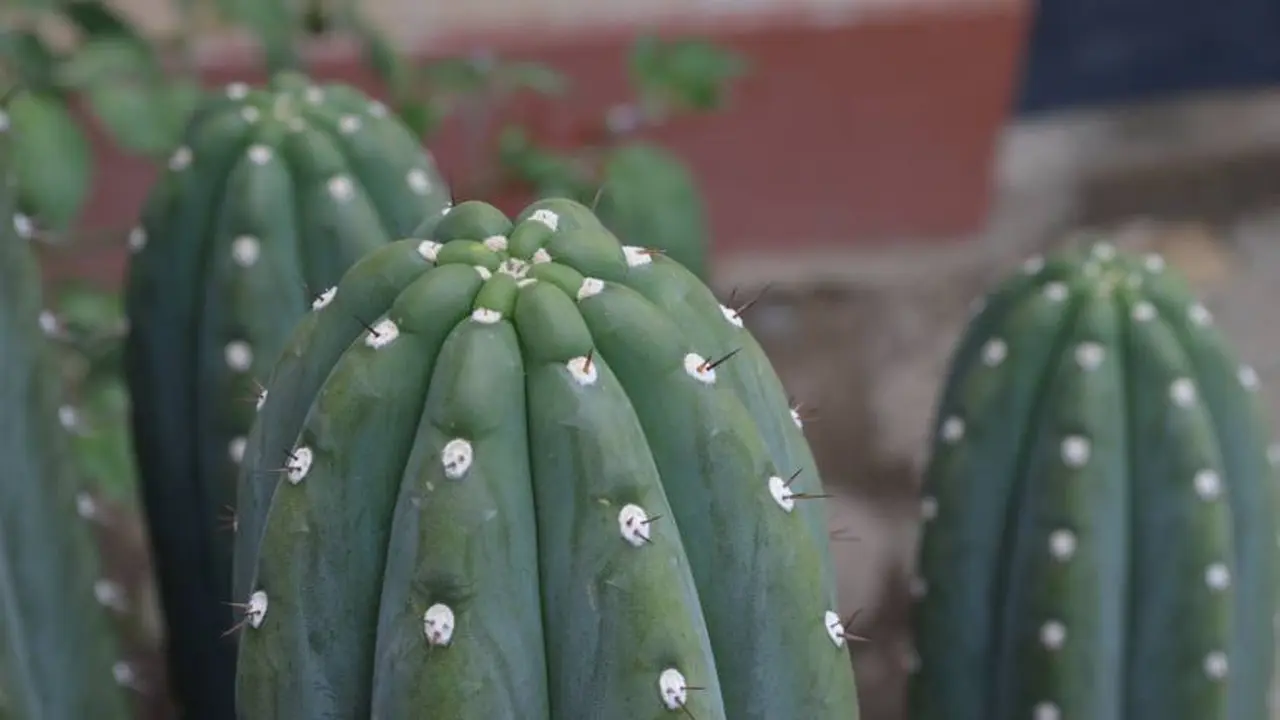 El cactus San Pedro se puede cultivar en maceta