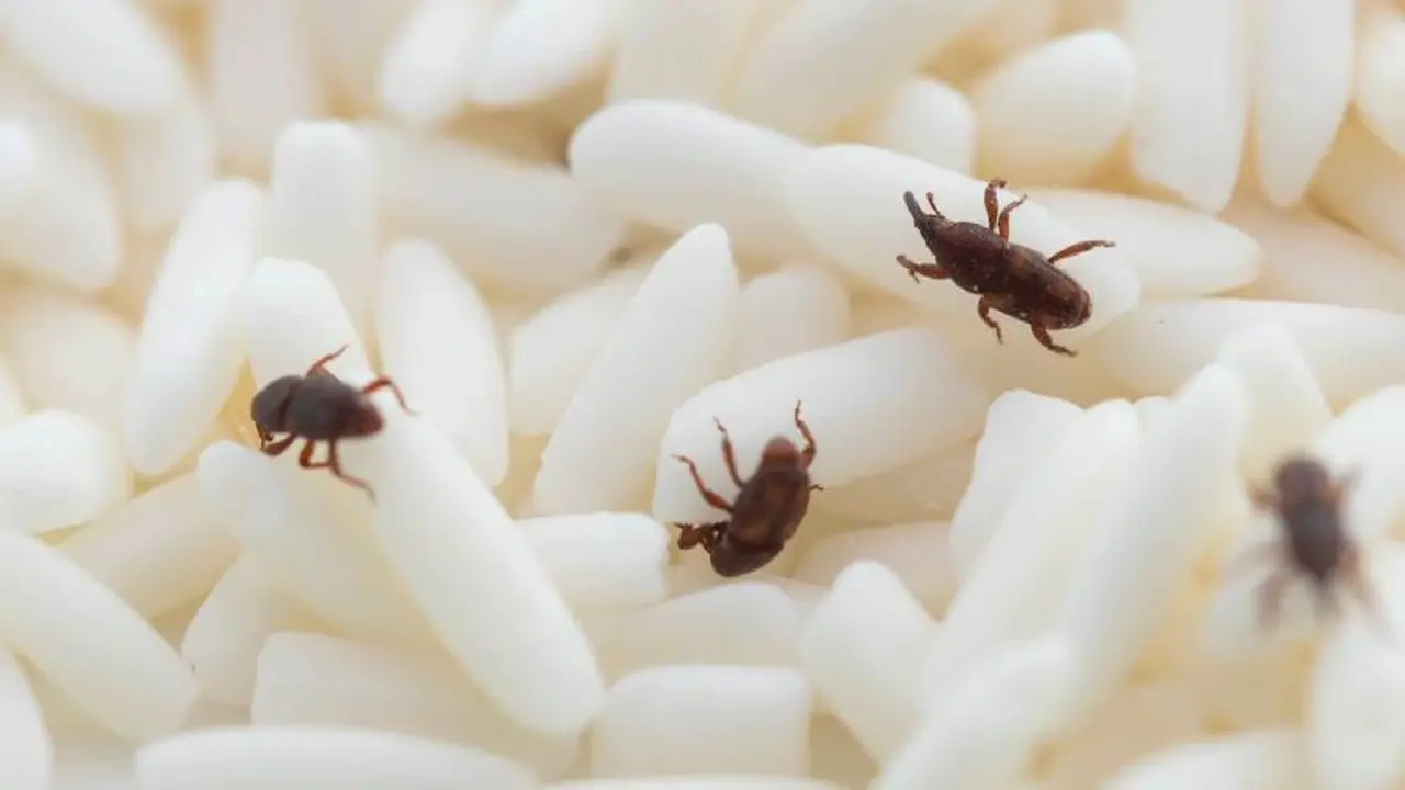 Los gorgojos suelen aparecer en el arroz, en los fideos y en las legumbres, entre otros alimentos que se usan diariamente