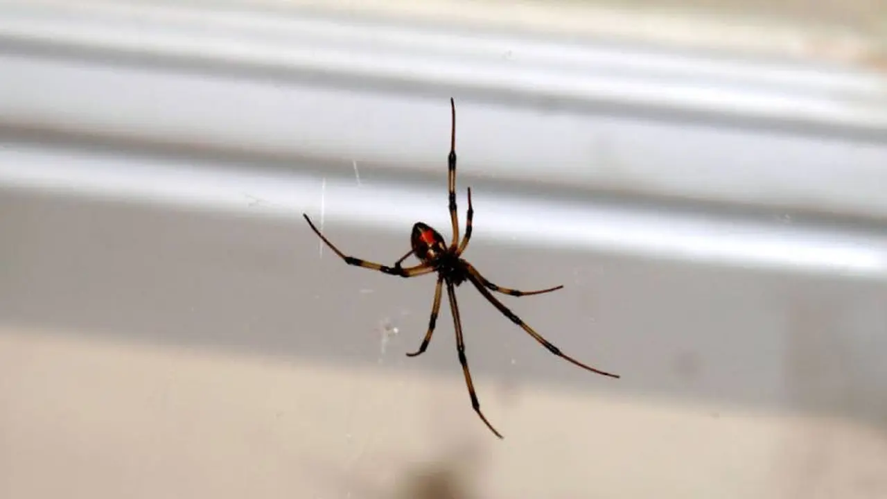 A veces, soñar con insectos también puede implicar soñar con arañas, que son arácnidos y no insectos