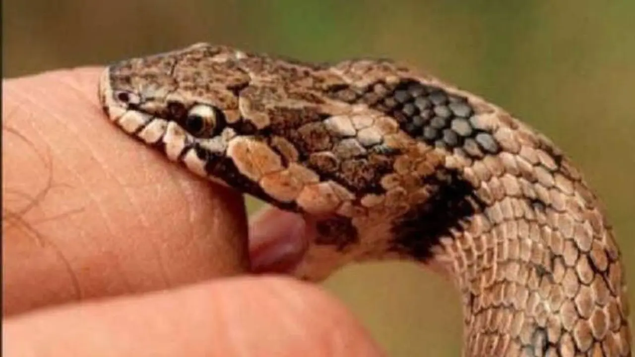 Las picaduras de serpiente pueden ser de mal augurio cuando aparecen en los sueños
