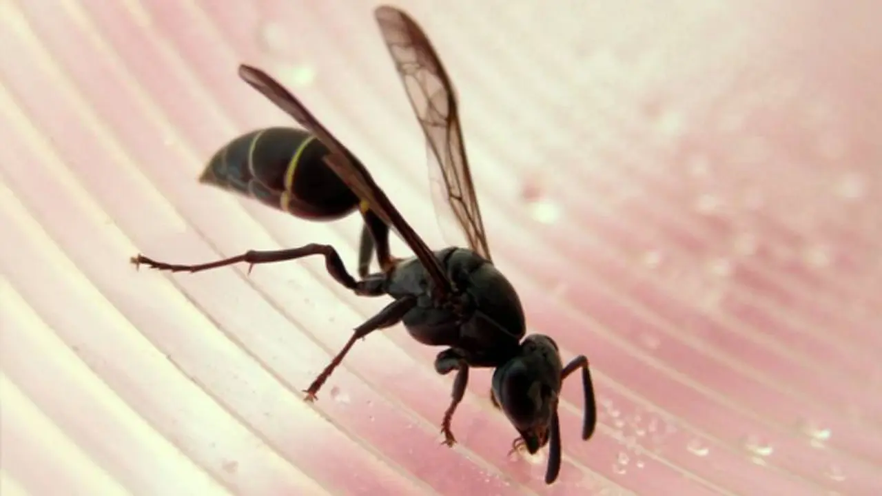 A veces soñar con insectos puede implicar que aparecen avispas en los sueños