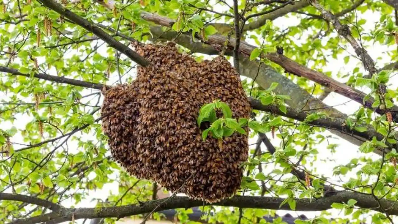 La colmena de abejas puede indicar abundancia cuando aparece en los sueños