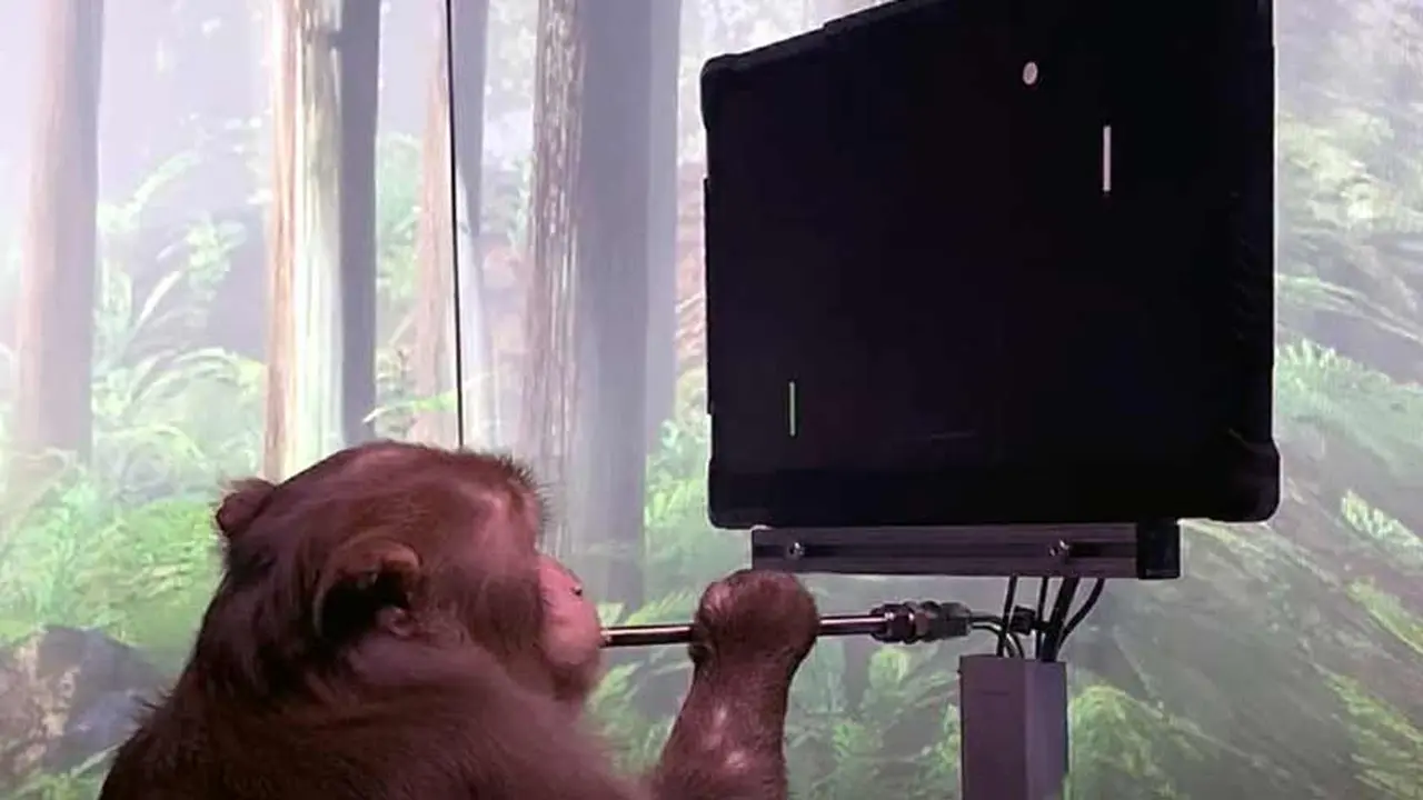 Neuralink probó sus desarrollos en primates.