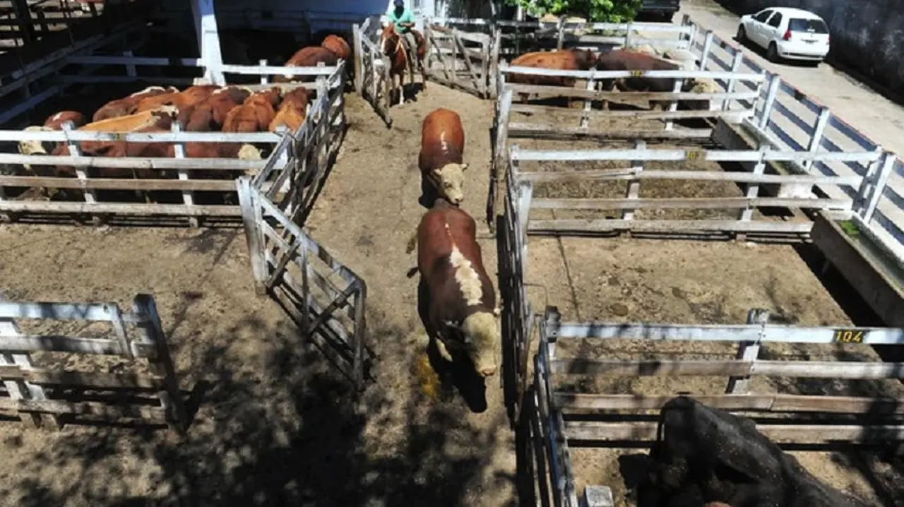 El precio del ganado en pie en Cañuelas registró en las últimas horas subas en los precios de hasta 43%
