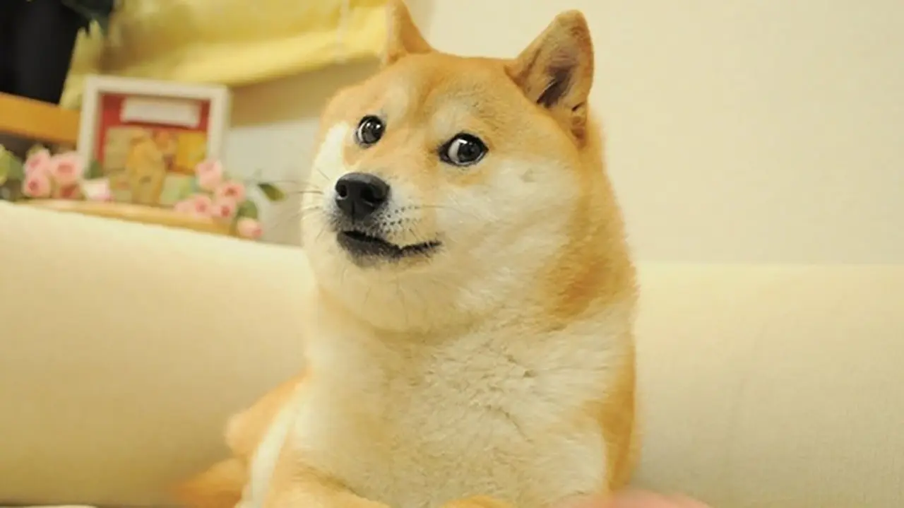 La foto de la perra que inspiró el logo de Dogecoin