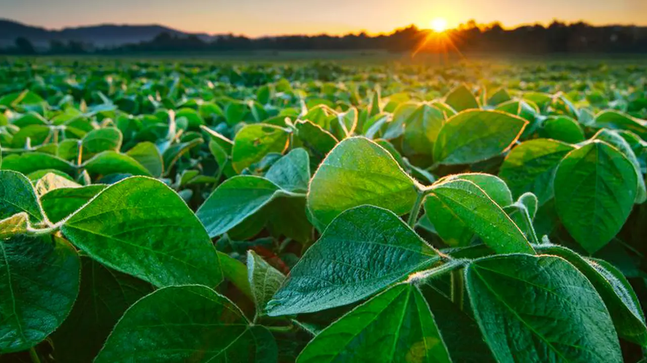 Retenciones de 0% para las exportaciones de productos orgánicos y agroindustriales