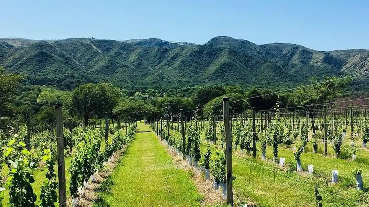 Criptomoneda respaldada por vino: ahora bodegas argentinos podrán sumarse a esta tendencia