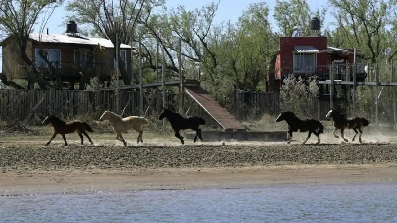 Caballos buscan otros lugares para habitar.