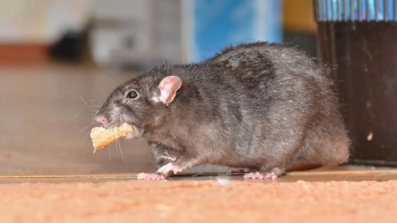 ¿Qué significa soñar con ratas?: grandes, blancas, negras, que muerden...