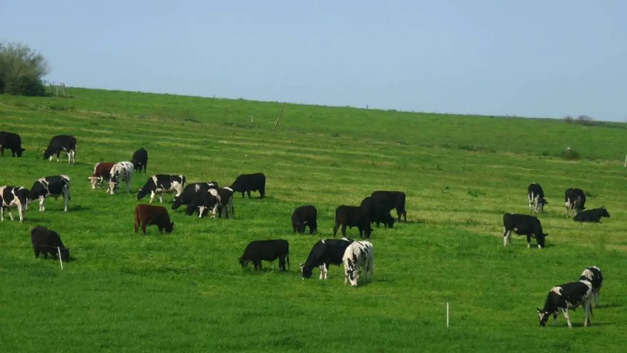 En Uruguay han detectado un incremento de la demanda de campos por parte de argentinos