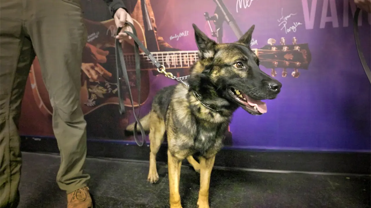 Los perros también pueden detectar el Covid.