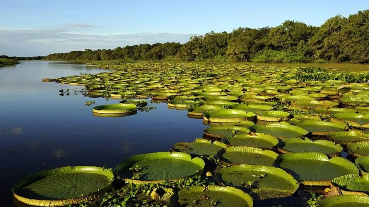 La mayoría de los habitantes de Carlos Pellegrini viven del ecoturismo