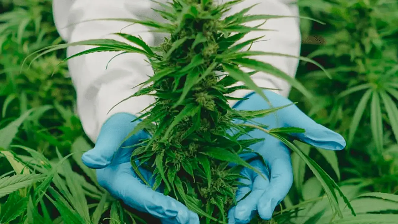 Cannabis medicinal: cuál es el principal motivo por el cual los argentinos consultan sobre su uso