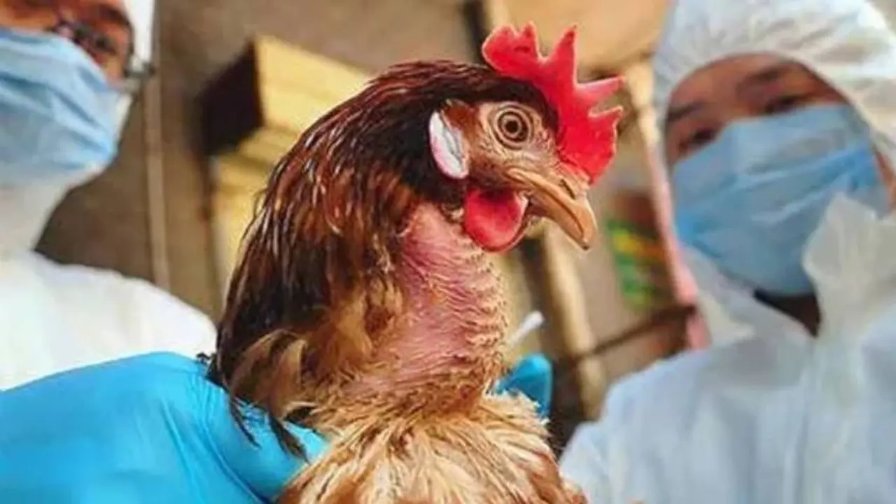 El niño se habría contagiado por estar en contacto con aves que tenía en su casa