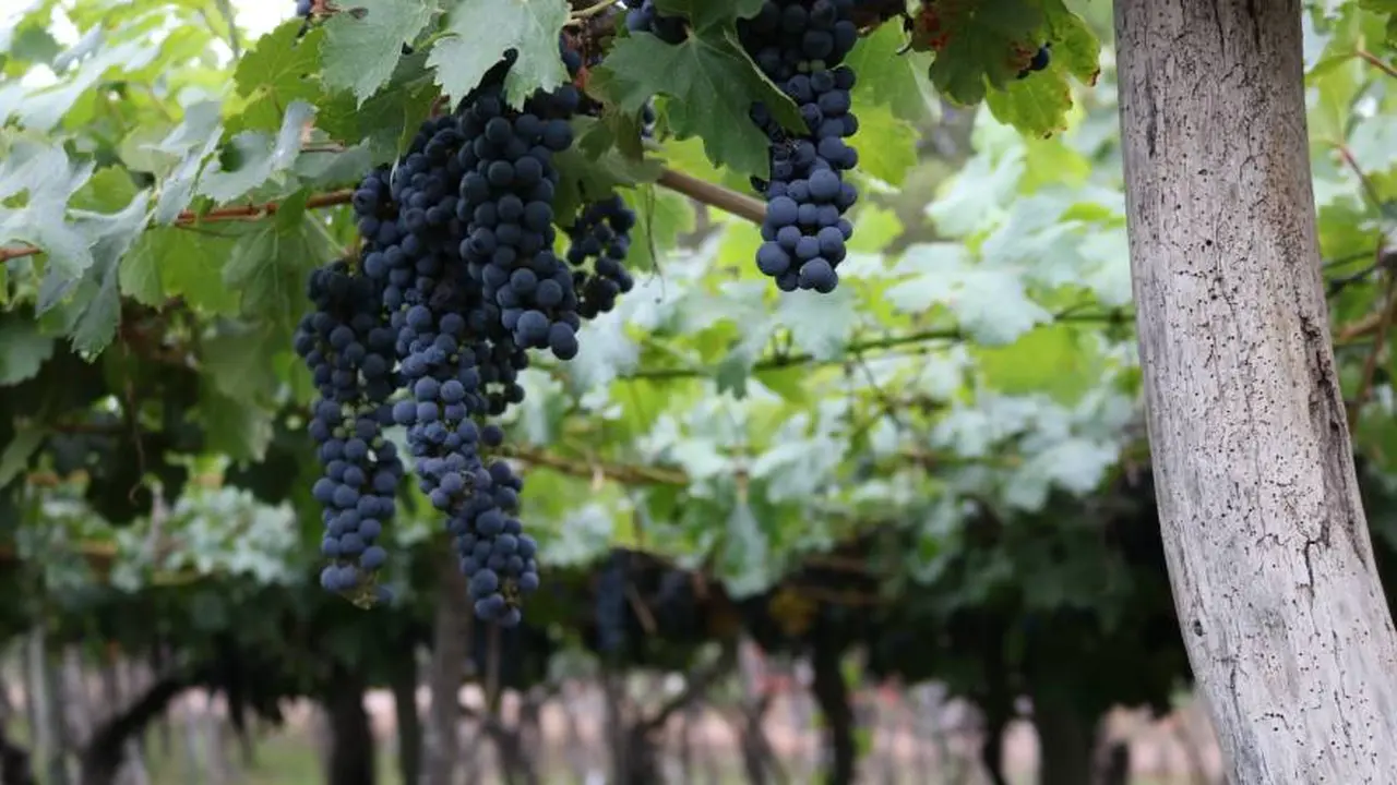 Los recorridos por las bodegas son, sin dudas, una de las actividades más atractivas de Mendoza