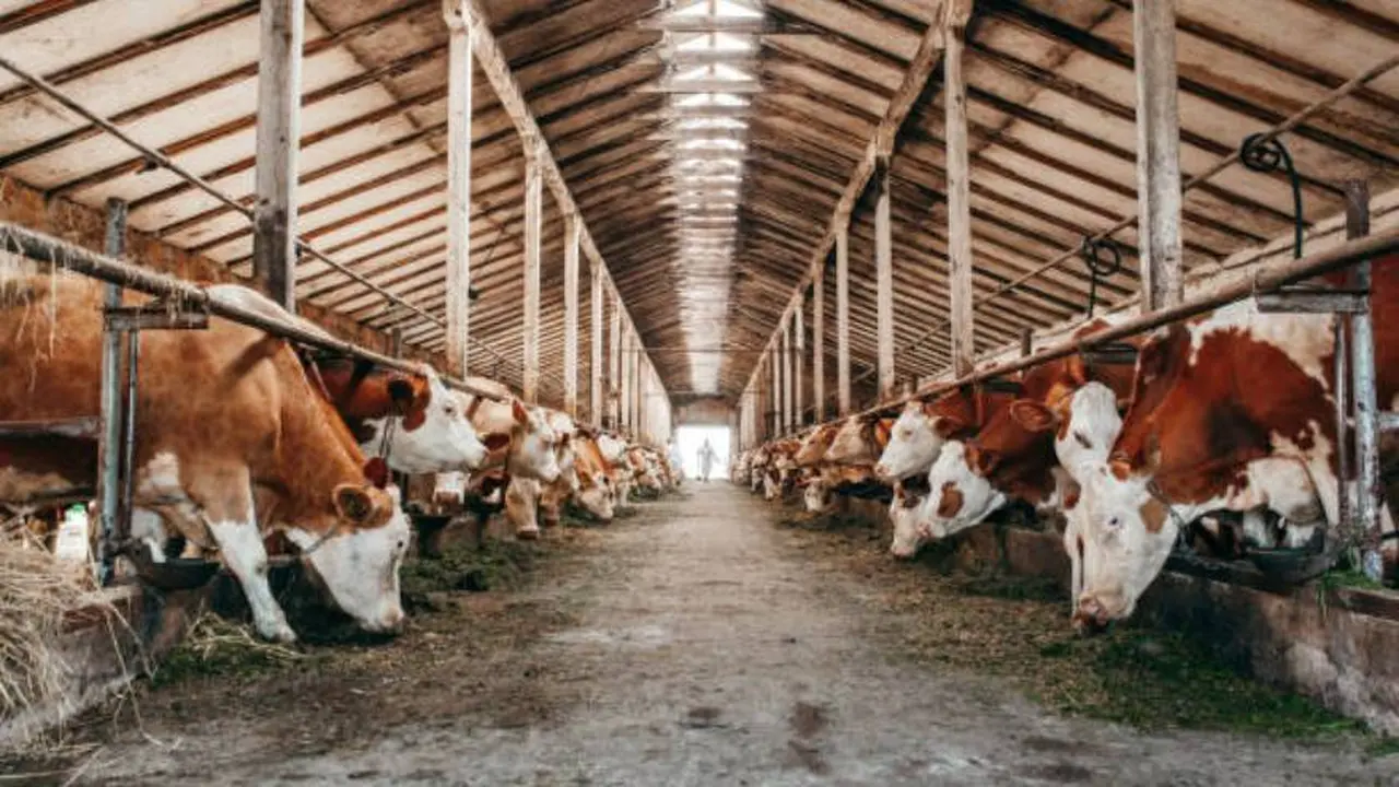 En qué consiste la millonaria operación que cerró la empresa agroganadera de la familia Brito