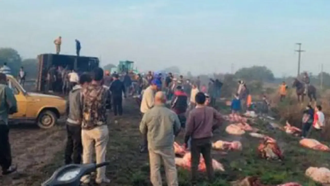 VIDEO | Volcó un camión con 50 vacas en Santa Fe y los vecinos las faenaron en el lugar
