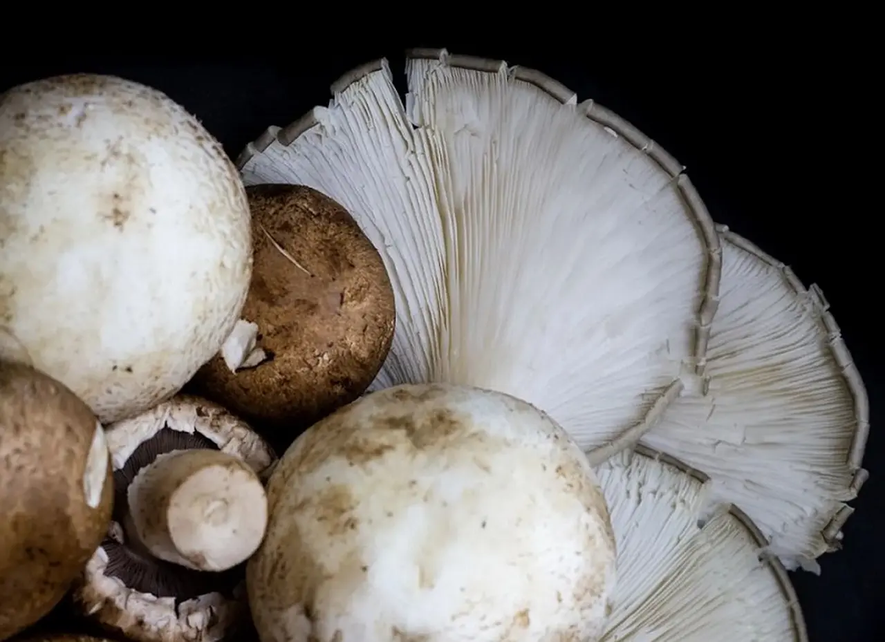 Producen hongos comestibles con bagazo cervecero y prometen revolucionar el mercado nacional