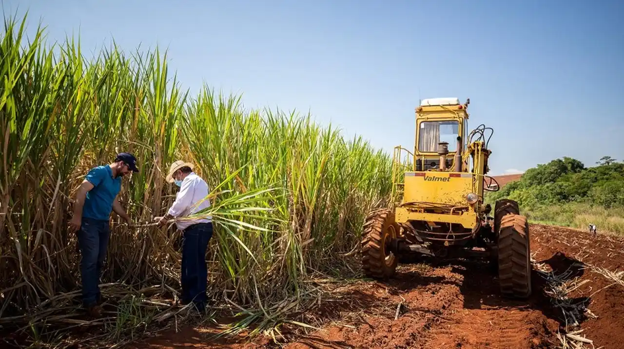 Para productores de caña de azúcar, 