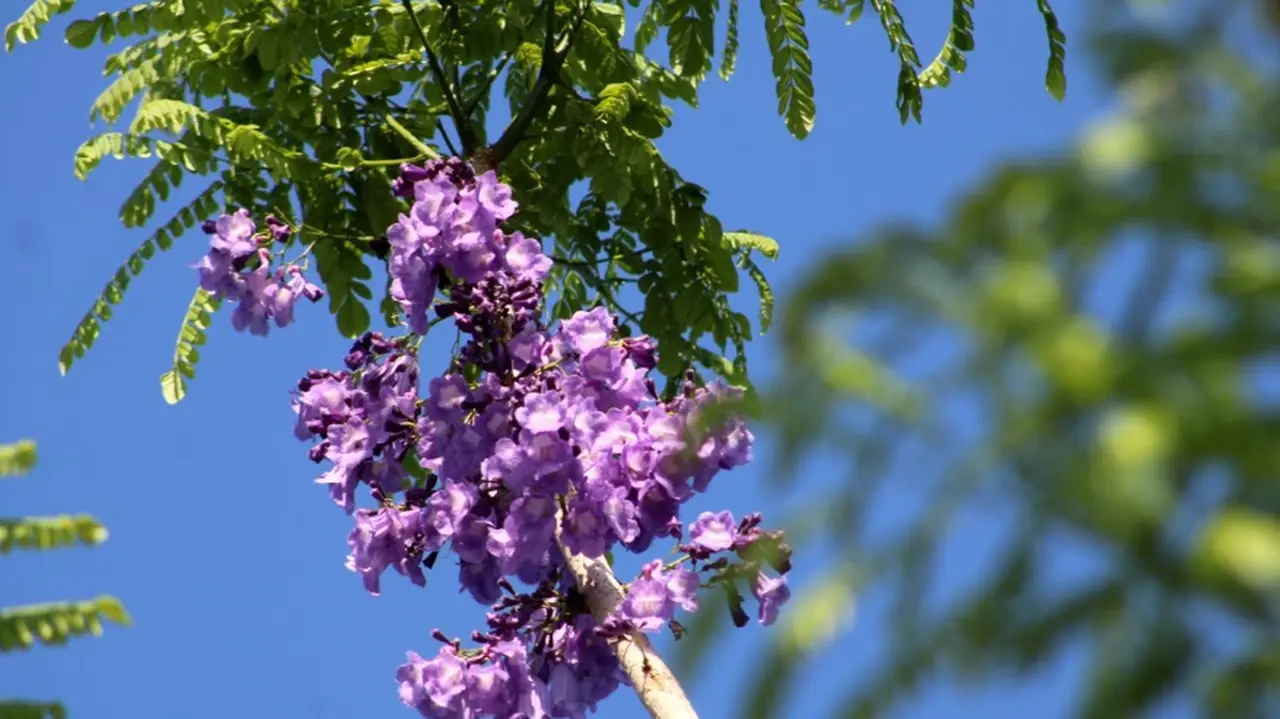 Jacarandá, una de las especies que dejará Renault en Cariló.