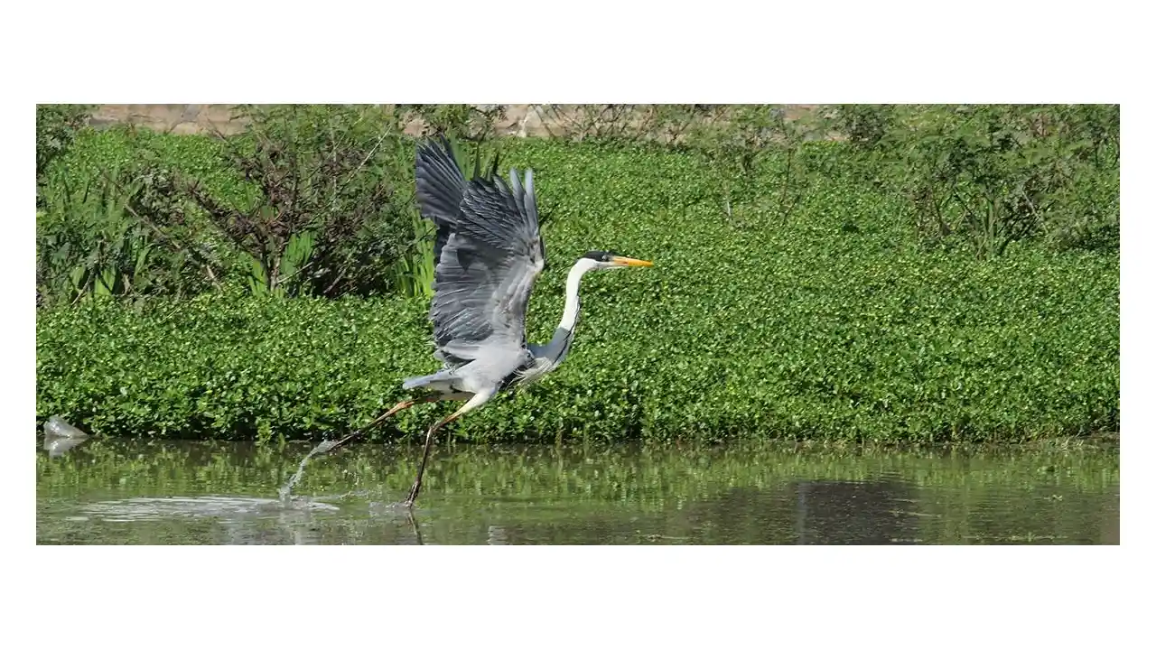 En la reserva se pueden realizar diversas actividades al aire libre, como caminar, correr, andar en bicicleta, observar aves, hacer picnic y mucho más
