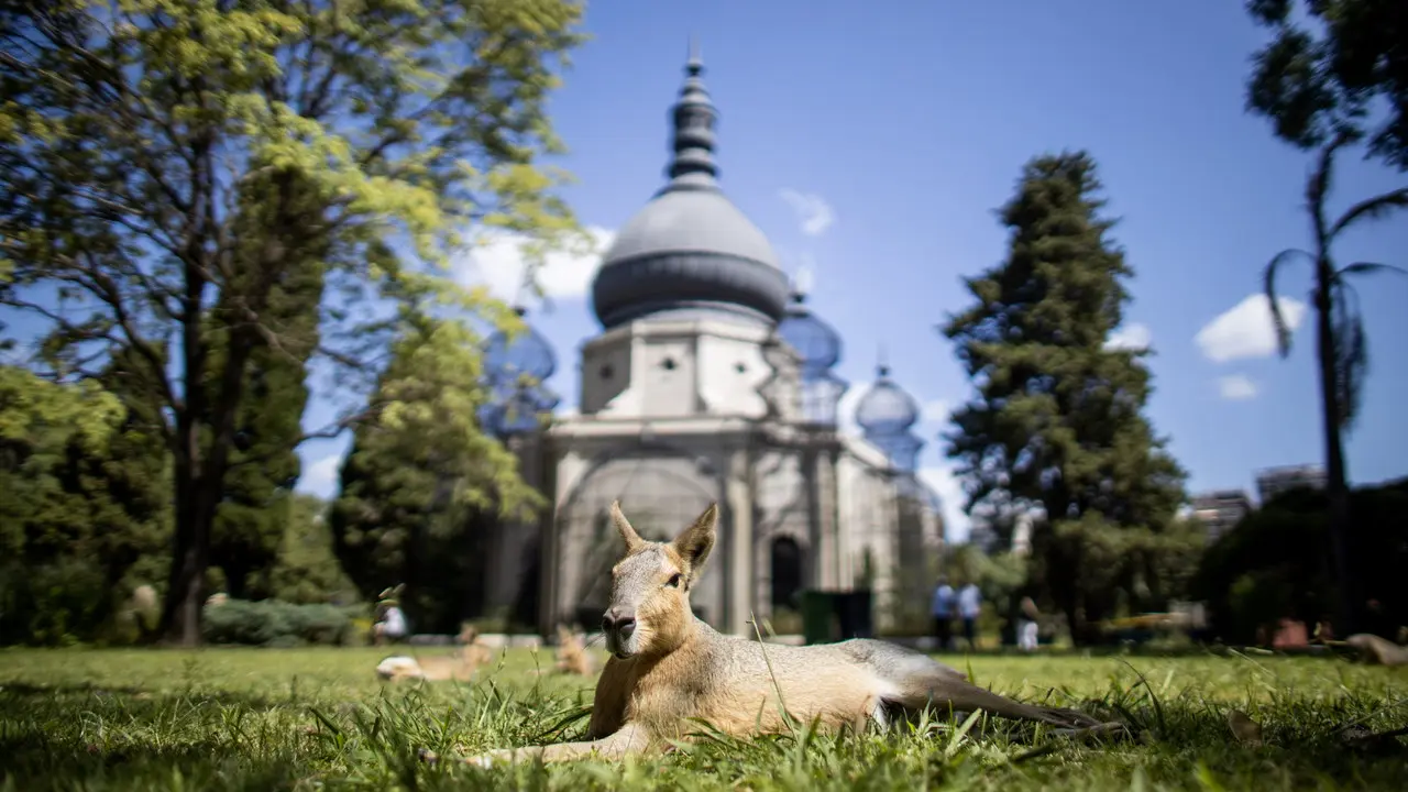 Muchos de los animales que viven en el Ecoparque fueron victimas del mascotismo