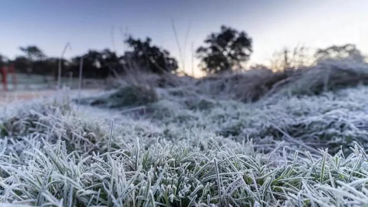 La helada blanca crea una capa de escarcha que protege a las plantas