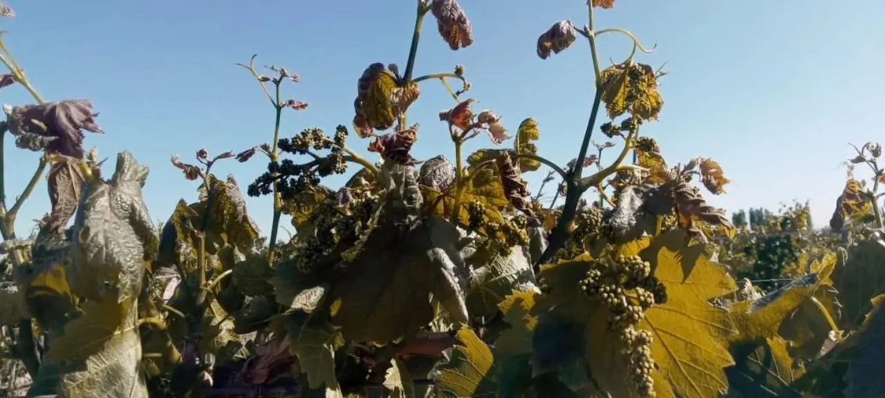 La helada negra  congela el agua dentro de las células de las plantas