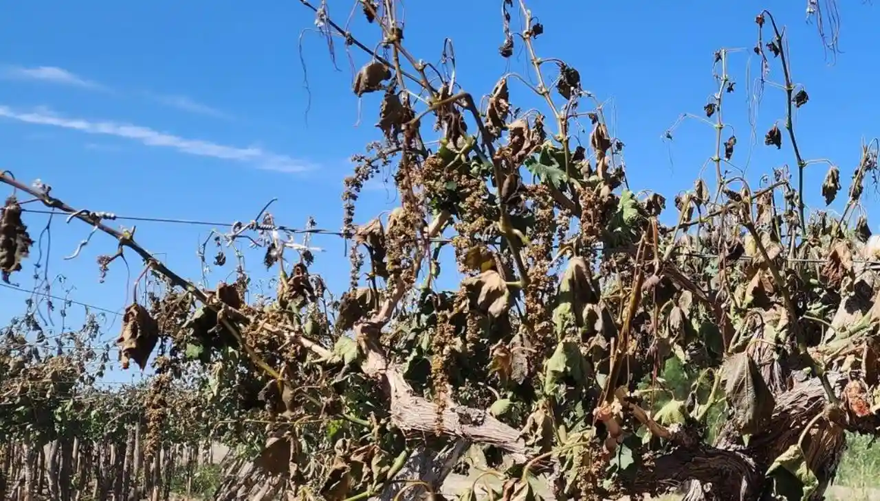 la helada negra deja a las plantas secas y vulnerables